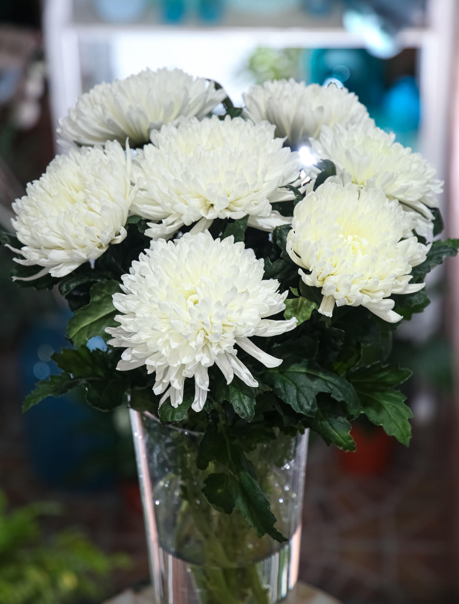 Белая хризантема Антонов